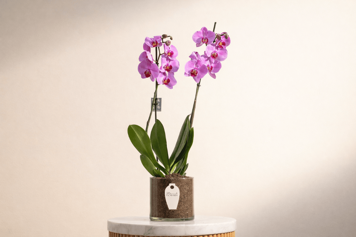 summer flowers orchid flower plant.png