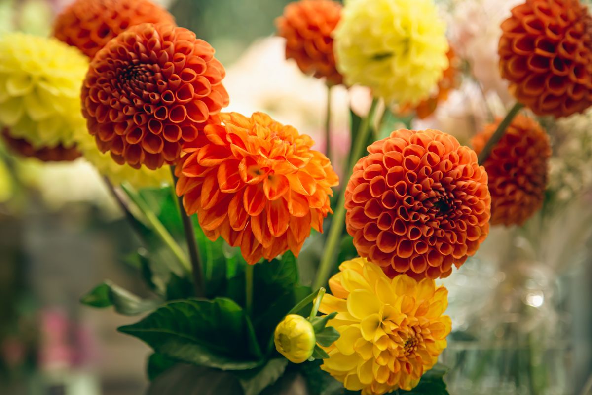 summer zinnia flower bouquet.jpg