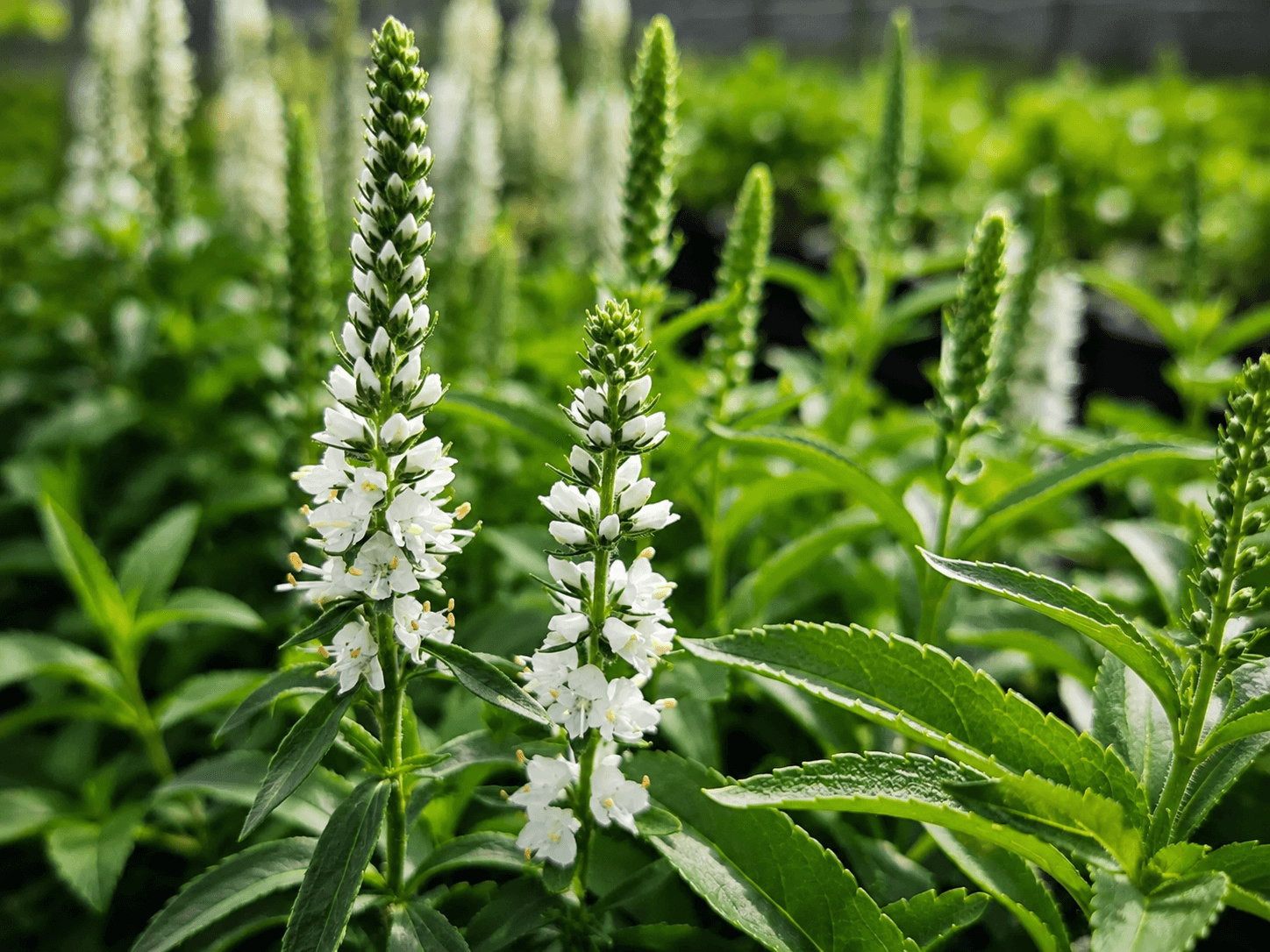 veronica white rare flower.png