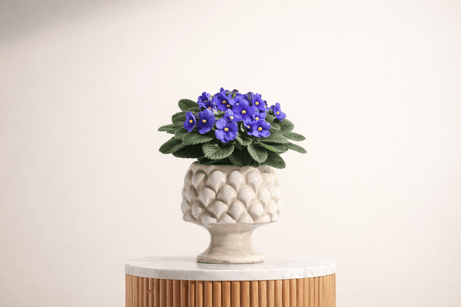 violets February Birth Flowers.png