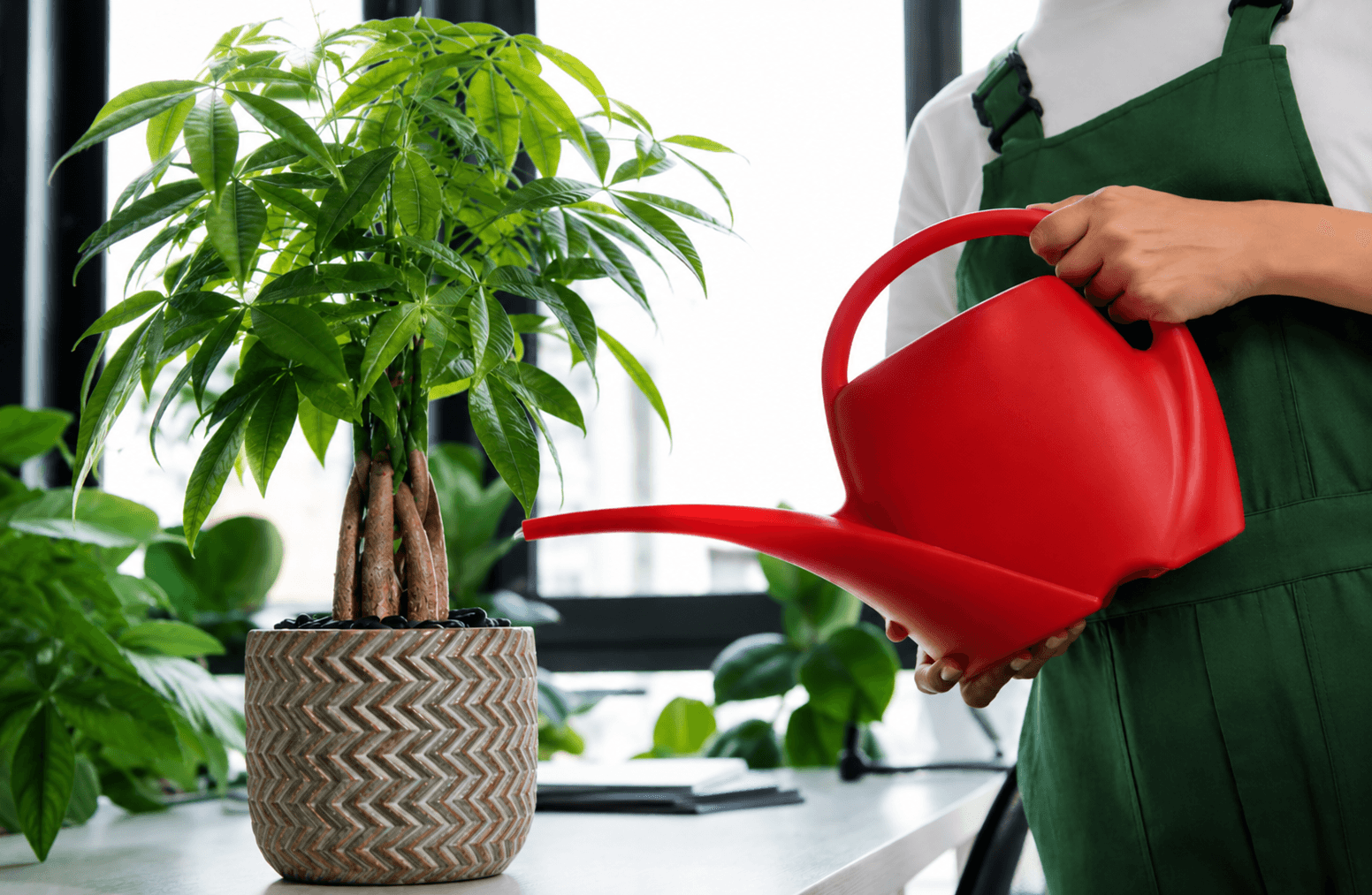 watering Chinese Money Tree - Floward home plants.png