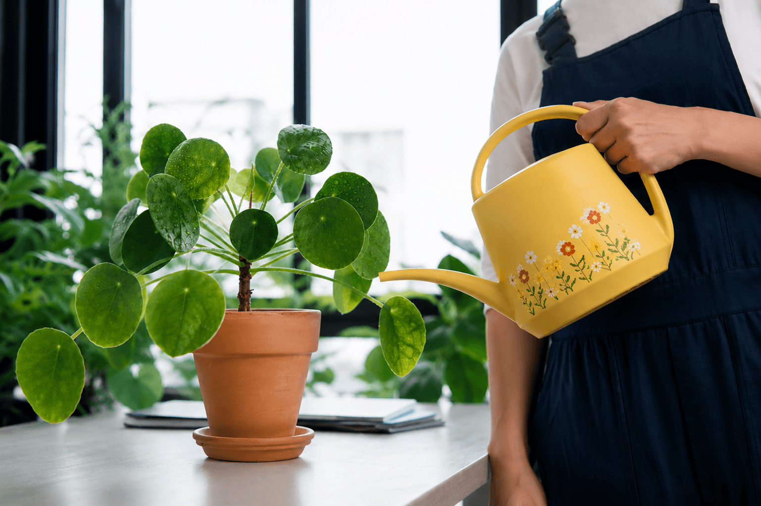 watering money plant - pilea.png