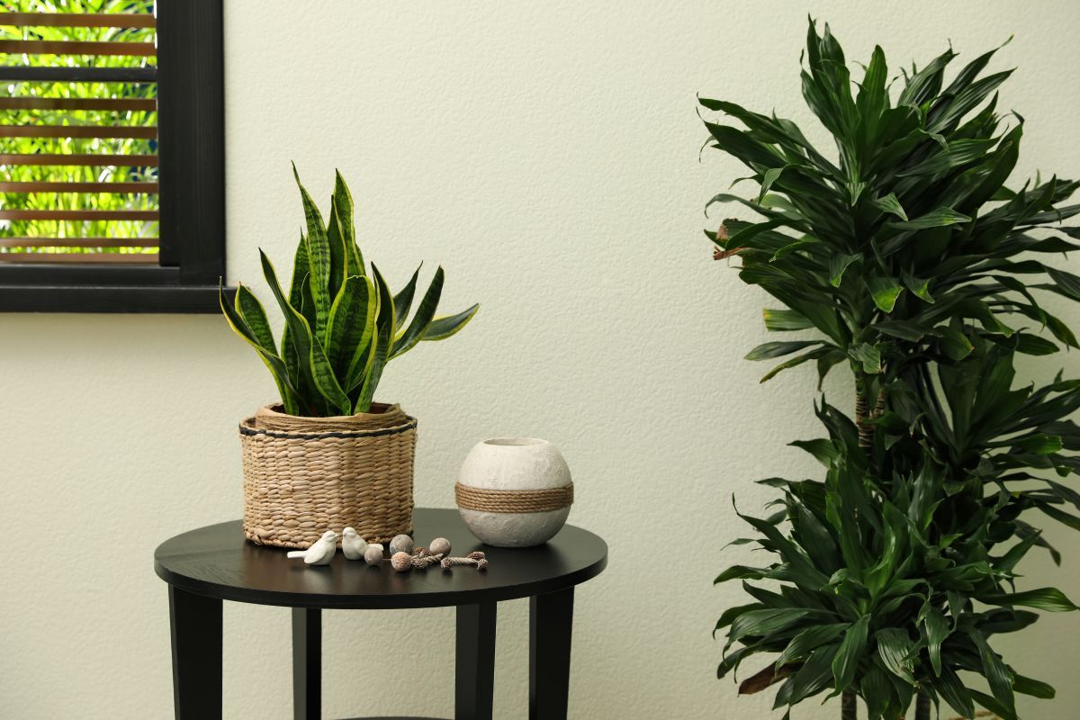 5 Indoor Plants That Thrive in Low Lighting
