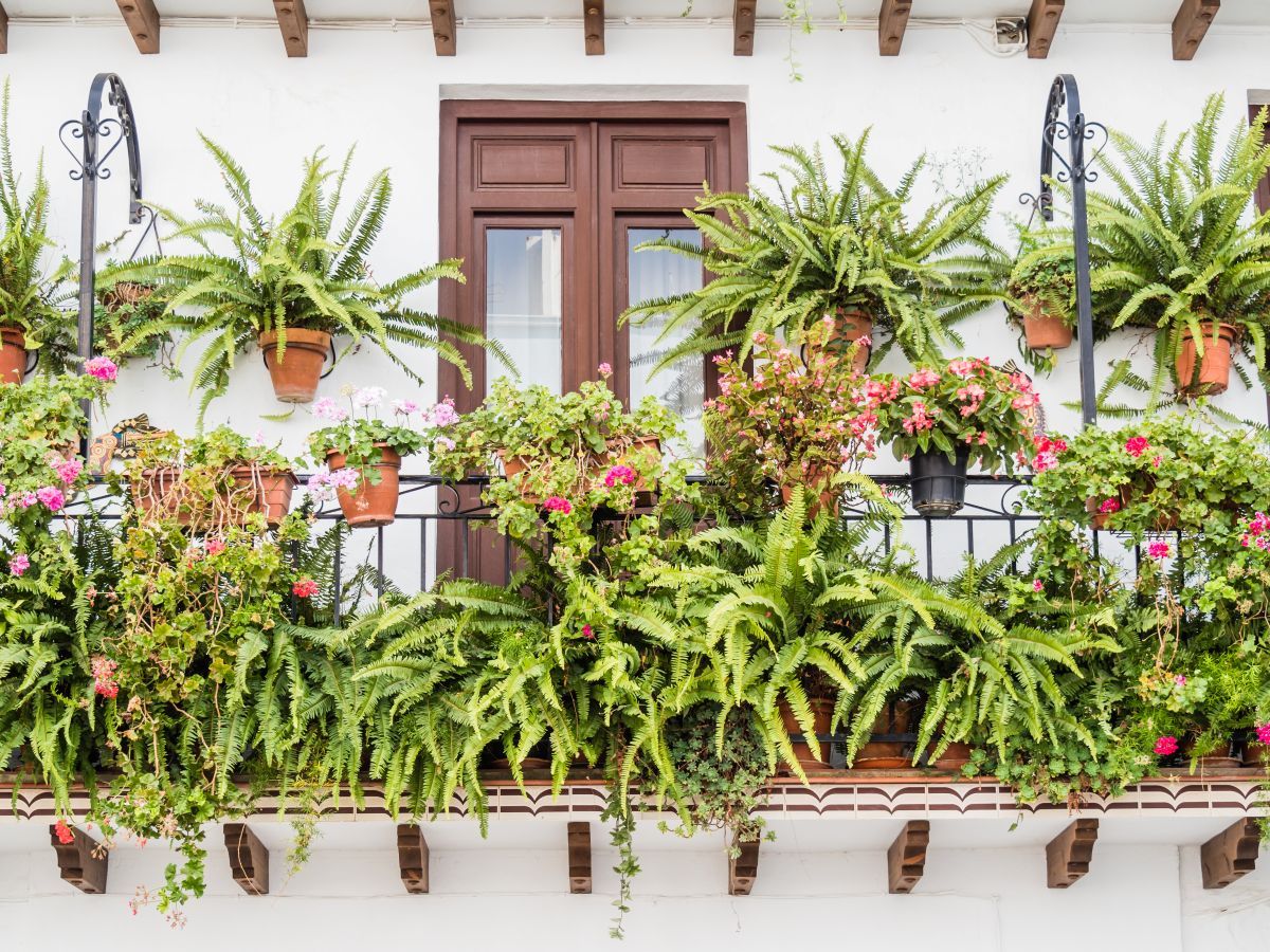 what are the best plants for my balcony garden.jpg