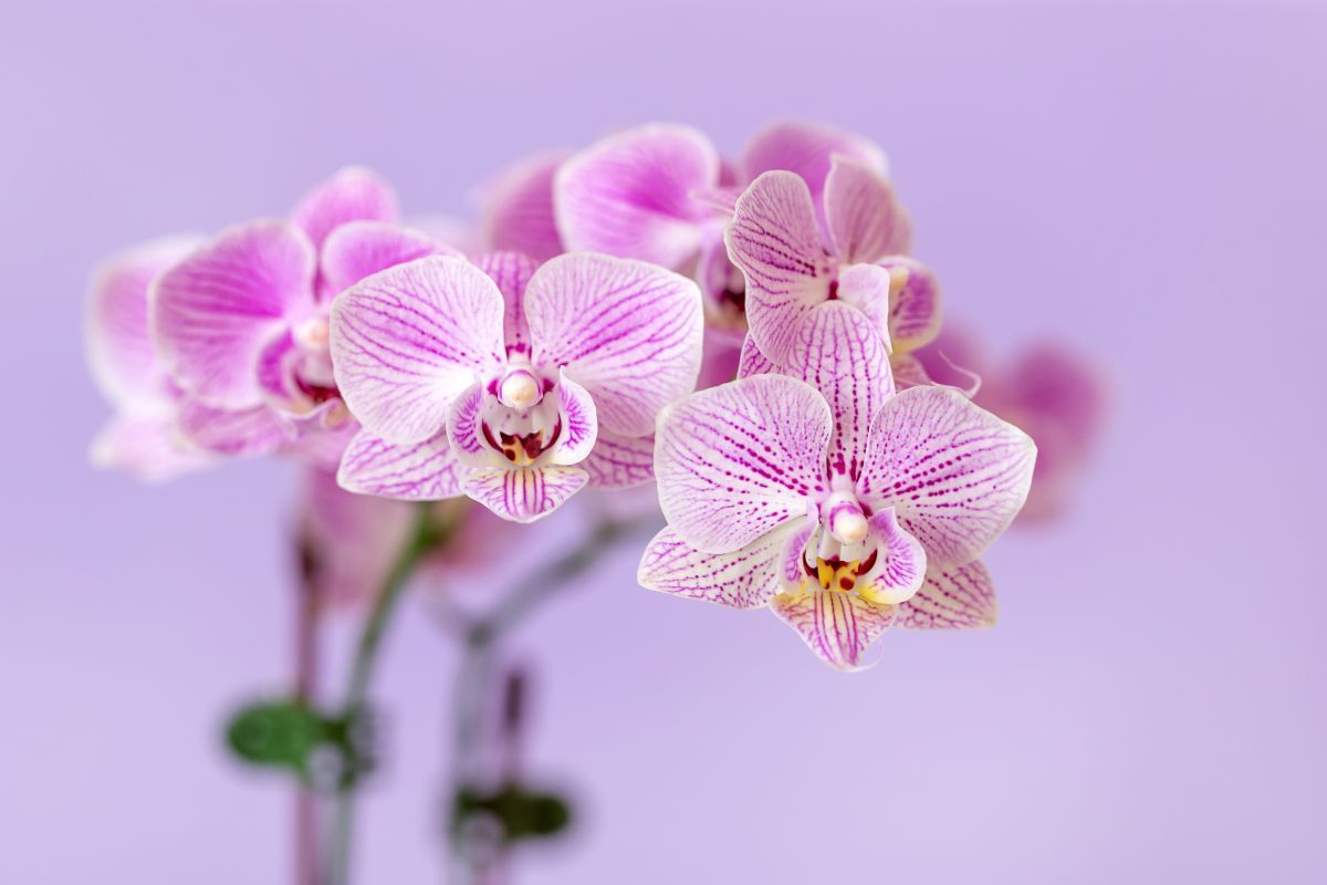 5 Rare Flowers with Extraordinary Beauty