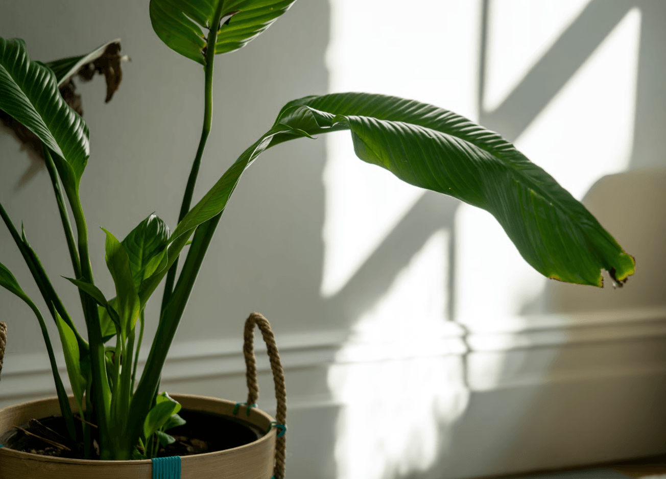 where to place plants while traveling.png