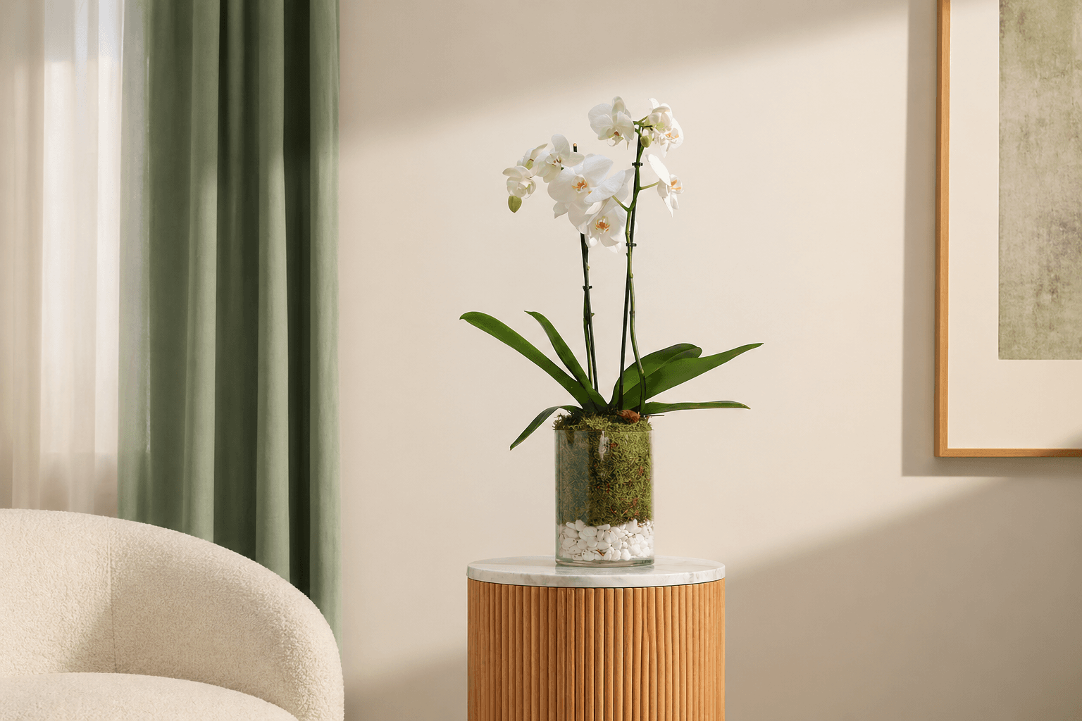 white orchid symbolizing renewal and beauty.png