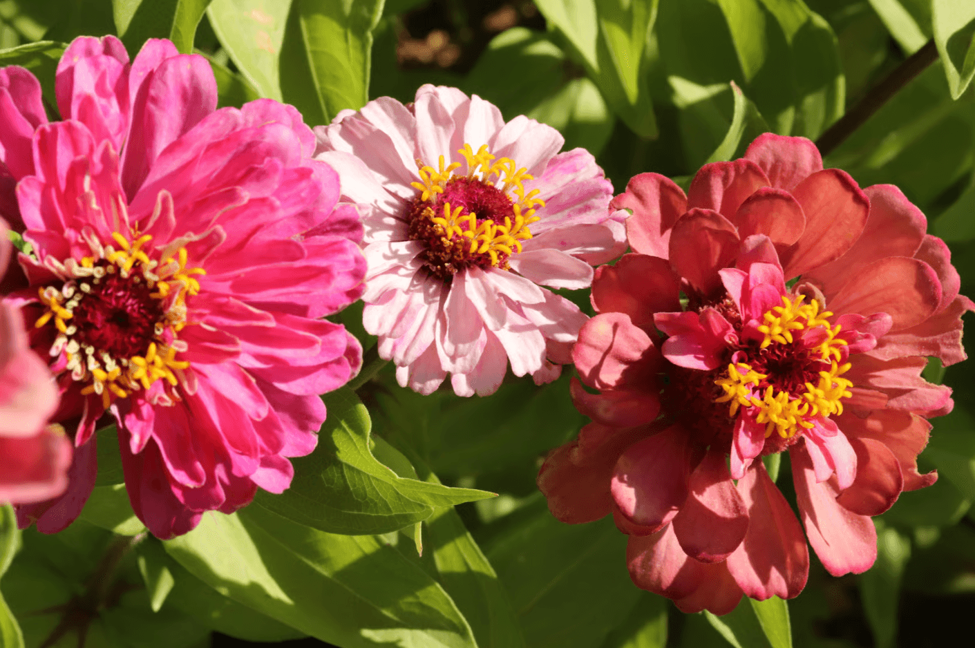 zinnia flowers long vaselife.png